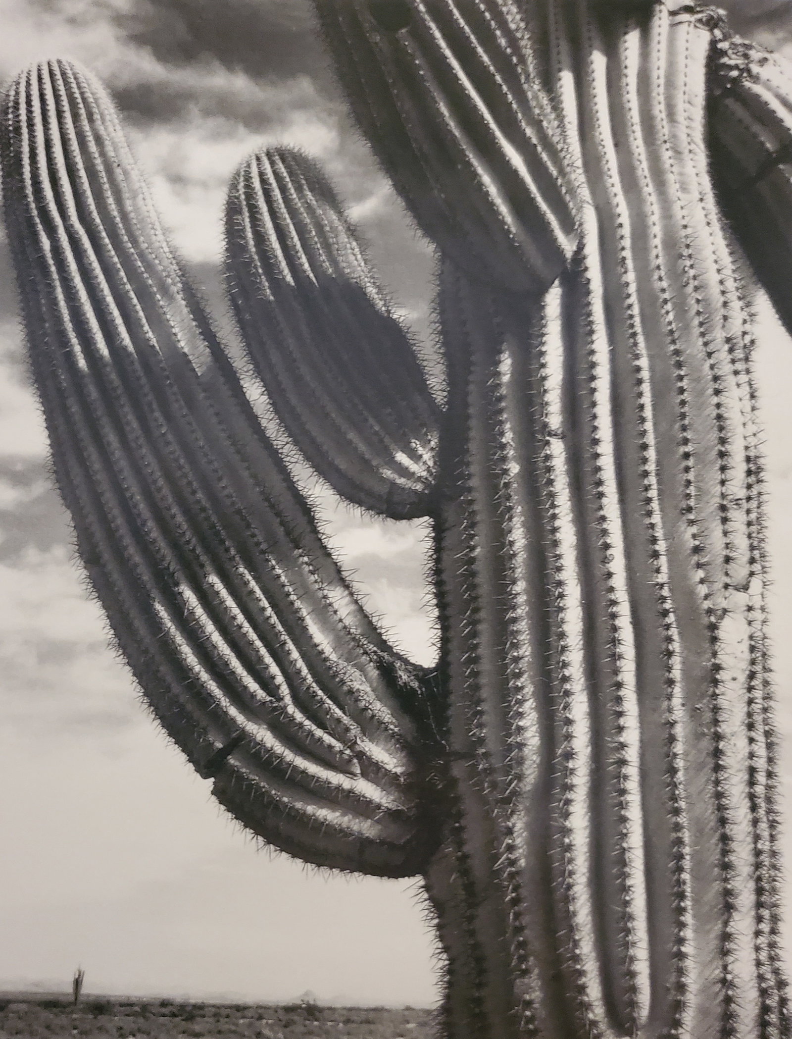 Ansel Adams, Saguaro, Near Phoenix, Arizona, C. 1932: Photographer: Ansel Adams (American, 1902 - 1984) - Internationally renowned American photographer. One of the most influential artists in photographic history. Title: "Saguaro, Near Phoenix, Arizona"