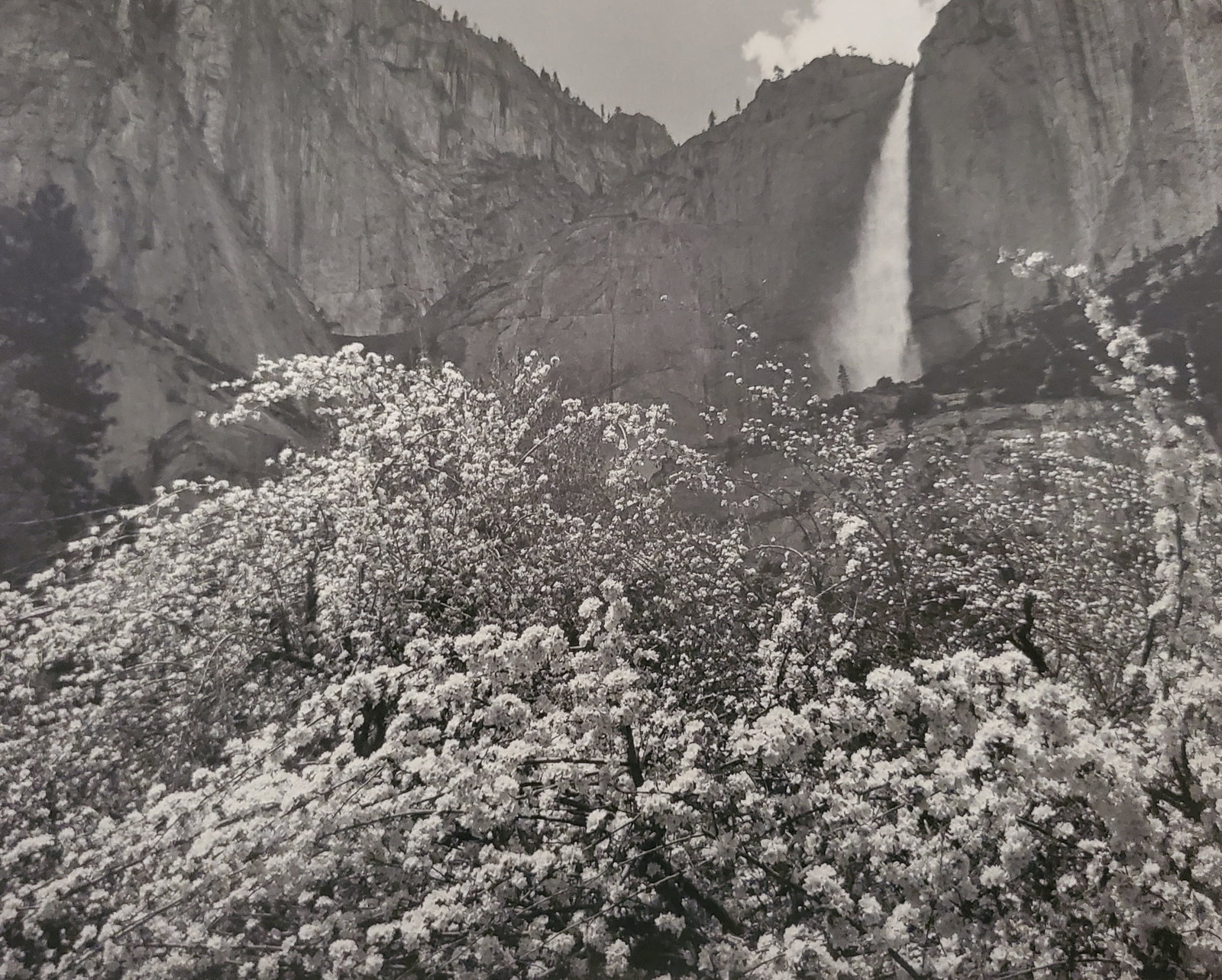 Ansel Adams, Upper Yosemite Fall and Apple Blossoms, Yosemite National Park, California, C. 1936: Photographer: Ansel Adams (American, 1902 - 1984) - Internationally renowned American photographer. One of the most influential artists in photographic history. Title: "Upper Yosemite Fall and Apple B