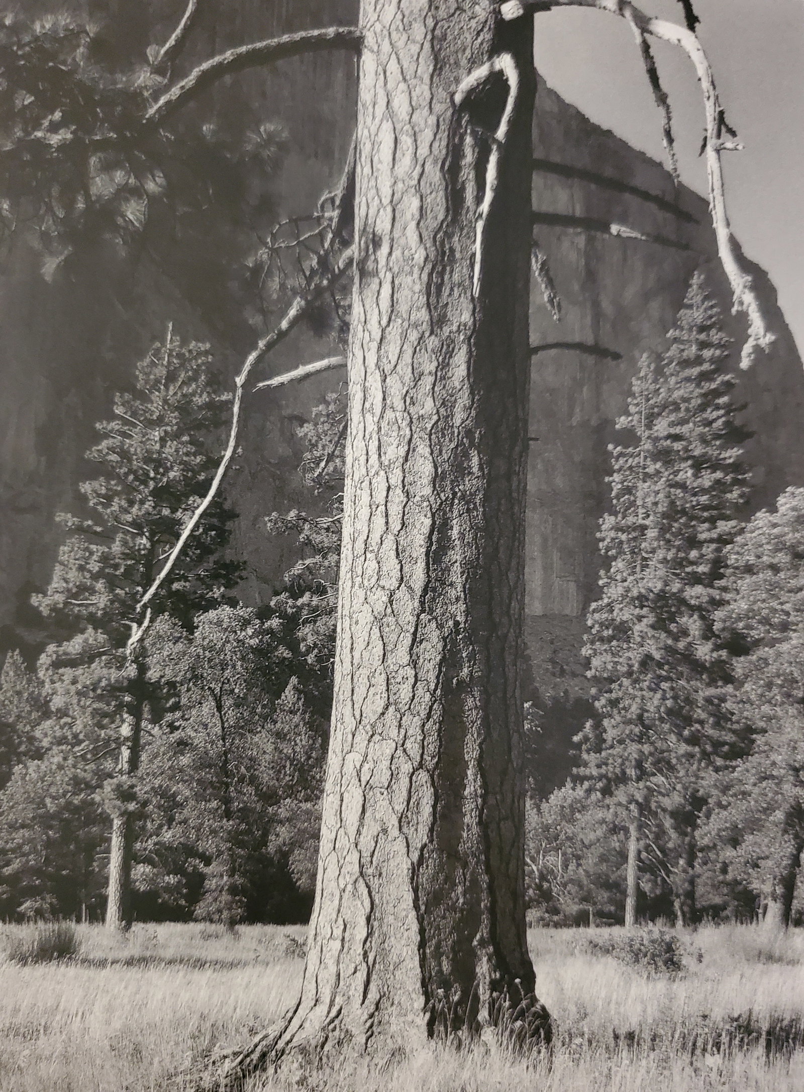 Ansel Adams, Yellow Pine Tree, El Capitan Meadow, Yosemite National Park, California, 1940: Photographer: Ansel Adams (American, 1902 - 1984) - Internationally renowned American photographer. One of the most influential artists in photographic history. Title: "Yellow Pine Tree, El Capitan Me