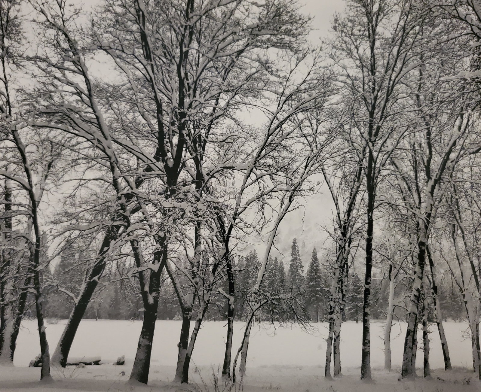 Ansel Adams, Young Oaks in Snow, Yosemite National Park, California, C. 1938: Photographer: Ansel Adams (American, 1902 - 1984) - Internationally renowned American photographer. One of the most influential artists in photographic history. Title: "Young Oaks in Snow, Yosemite Na