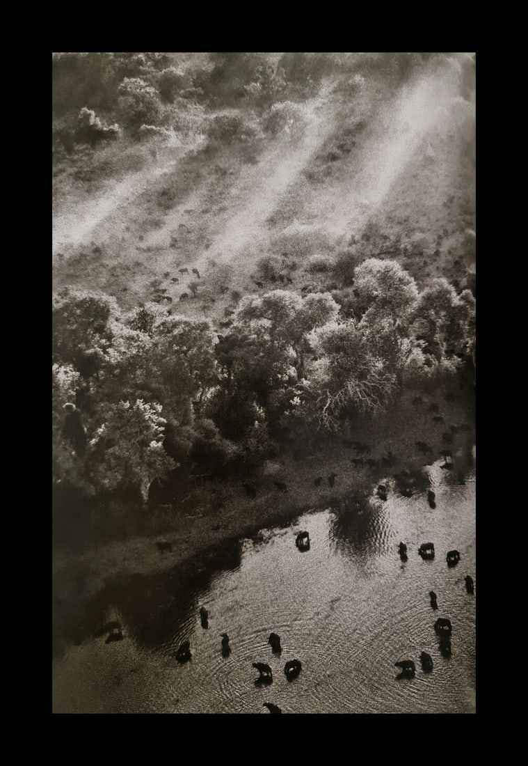 Sebastian Salgado, African buffalos, Okavango Delta, Botswana, 2007: Photographer: Sebastiao Ribeiro Salgado Junior is a Brazilian social documentary photographer and photojournalist. He has traveled to over 120 countries for his photographic projects. Most of these ha