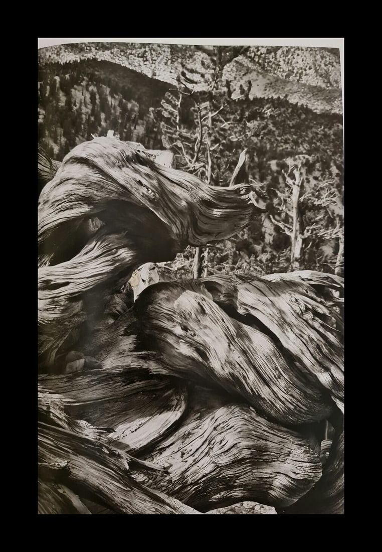 Sebastian Salgado, Ancient Bristlecone Pine Forest, 2010: Photographer: Sebastiao Ribeiro Salgado Junior is a Brazilian social documentary photographer and photojournalist. He has traveled to over 120 countries for his photographic projects. Most of these ha