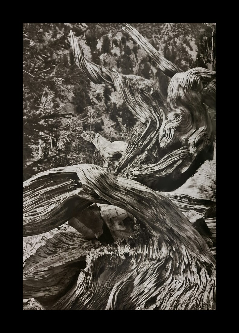 Sebastian Salgado, Ancient Bristlecone Pine Forest, 2010: Photographer: Sebastiao Ribeiro Salgado Junior is a Brazilian social documentary photographer and photojournalist. He has traveled to over 120 countries for his photographic projects. Most of these ha