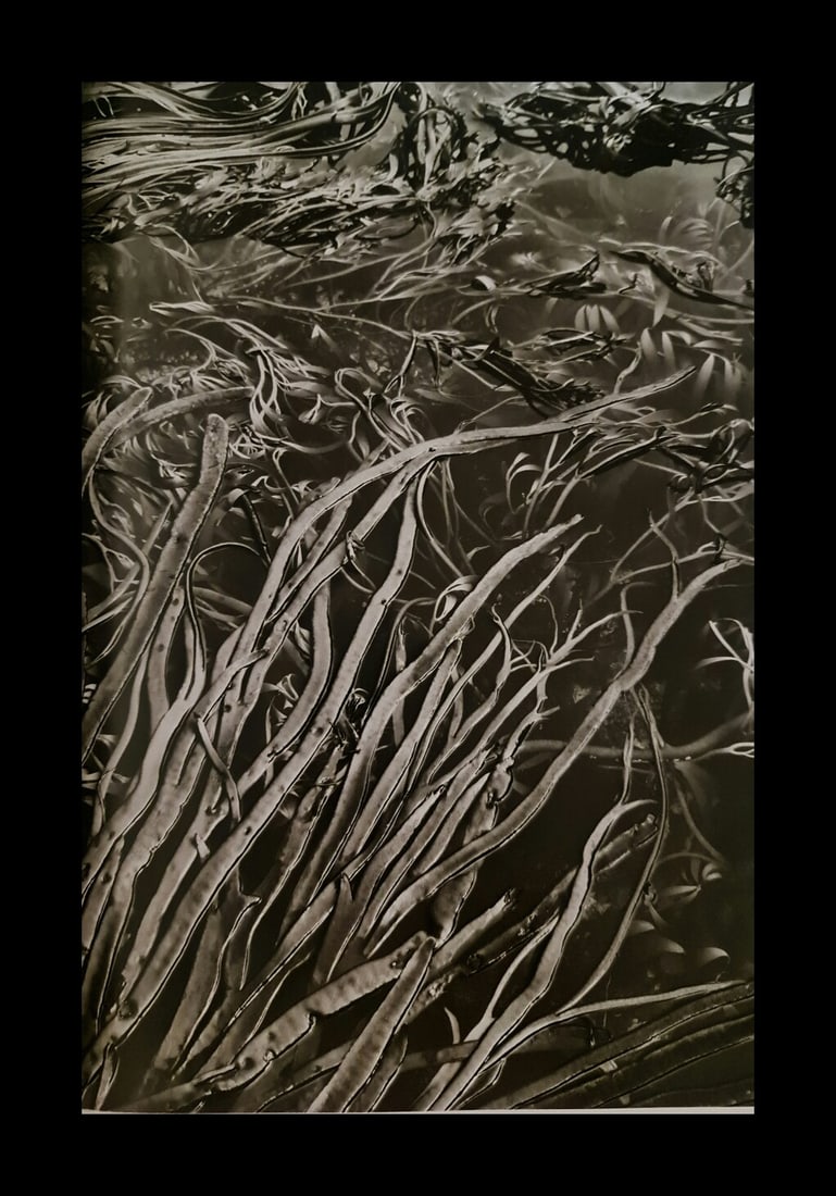 Sebastian Salgado, Bull kelp, South Georgia, 2009: Photographer: Sebastiao Ribeiro Salgado Junior is a Brazilian social documentary photographer and photojournalist. He has traveled to over 120 countries for his photographic projects. Most of these ha