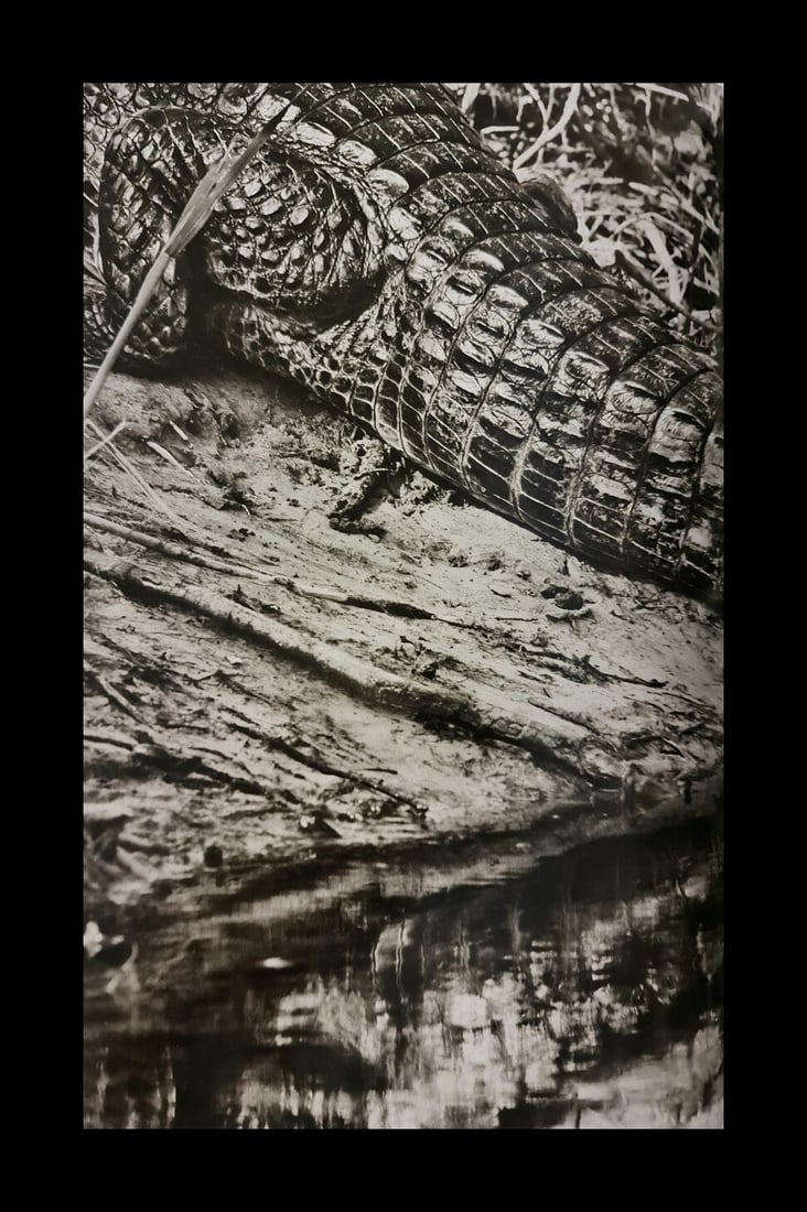 Sebastian Salgado, Caiman, Matto Grosso, Brazil: Photographer: Sebastiao Ribeiro Salgado Junior is a Brazilian social documentary photographer and photojournalist. He has traveled to over 120 countries for his photographic projects. Most of these ha