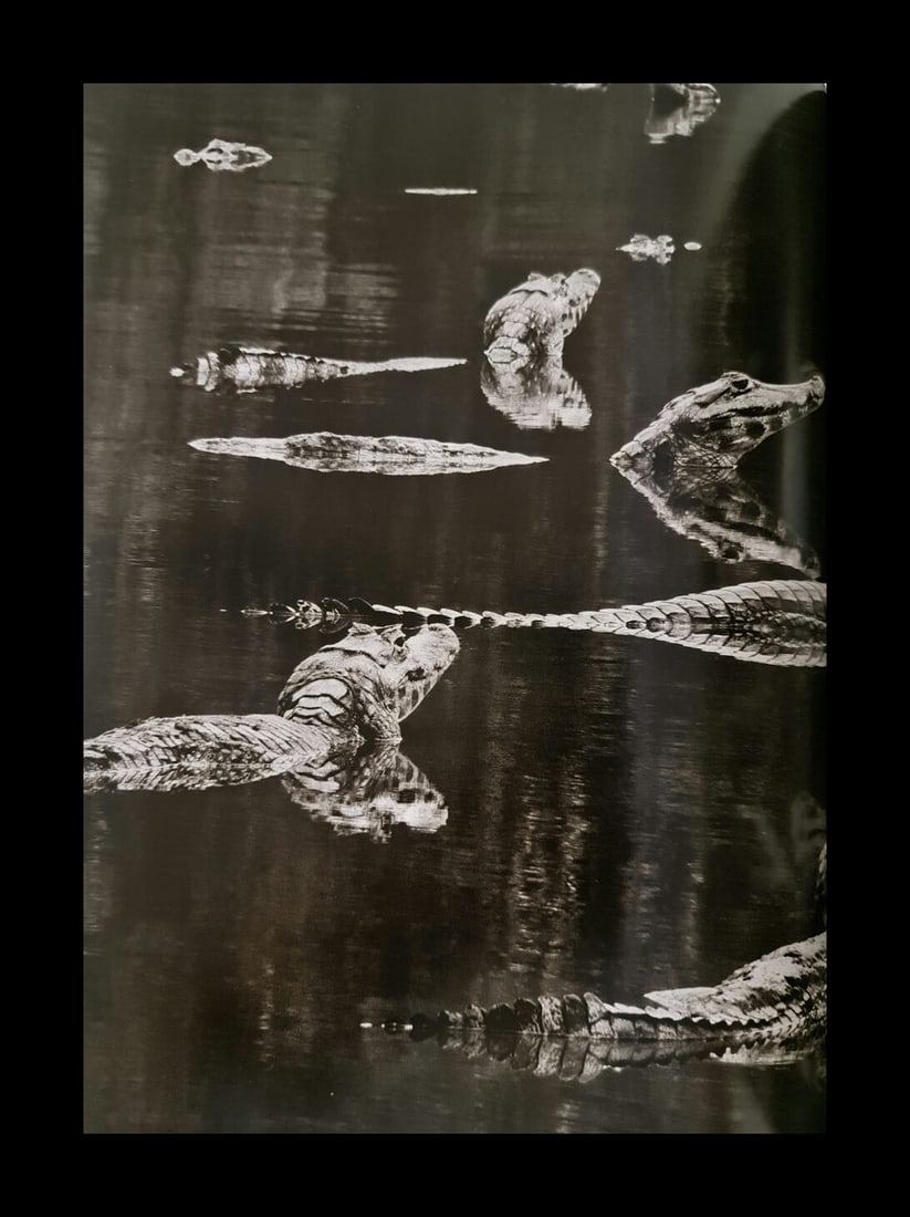 Sebastian Salgado, Caimans, Brazil, 2011: Photographer: Sebastiao Ribeiro Salgado Junior is a Brazilian social documentary photographer and photojournalist. He has traveled to over 120 countries for his photographic projects. Most of these ha