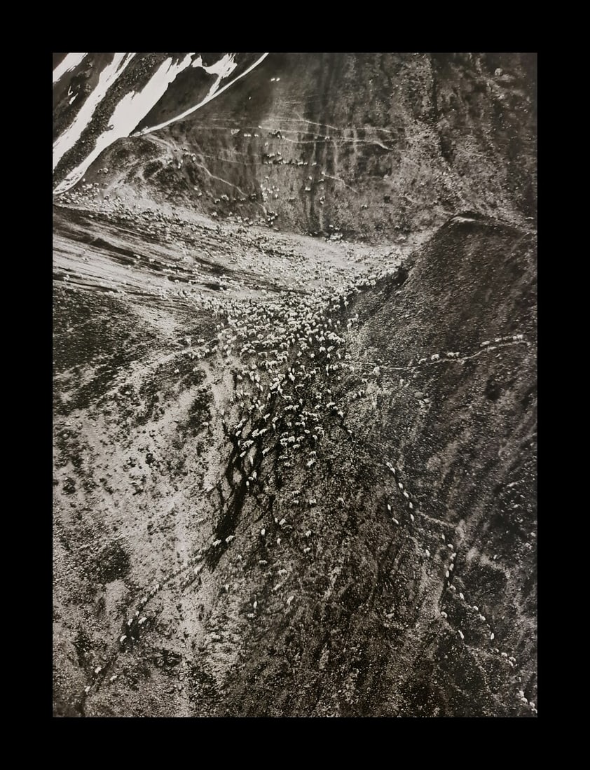 Sebastian Salgado, Caribou, 2009: Photographer: Sebastiao Ribeiro Salgado Junior is a Brazilian social documentary photographer and photojournalist. He has traveled to over 120 countries for his photographic projects. Most of these ha
