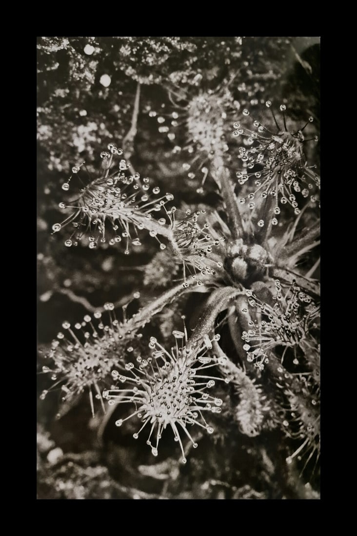 Sebastian Salgado, Carnivorous plants, Venezuela, 2006: Photographer: Sebastiao Ribeiro Salgado Junior is a Brazilian social documentary photographer and photojournalist. He has traveled to over 120 countries for his photographic projects. Most of these ha