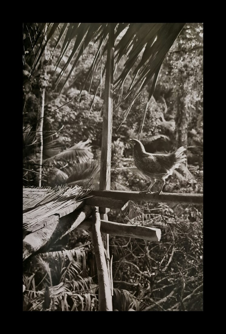 Sebastian Salgado, Chicken, Siberut Island, Indonesia, 2008: Photographer: Sebastiao Ribeiro Salgado Junior is a Brazilian social documentary photographer and photojournalist. He has traveled to over 120 countries for his photographic projects. Most of these ha