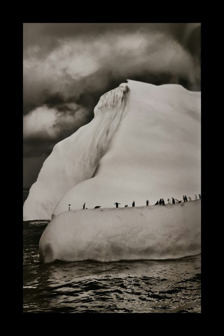 Sebastian Salgado, Chinstrap penguins on an iceberg, South Sandwich Islands, South Georgia, 2009 (1 of 1)