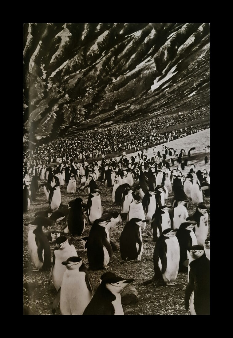 Sebastian Salgado, Chinstrap penguins, South Sandwhich Islands, 2009: Photographer: Sebastiao Ribeiro Salgado Junior is a Brazilian social documentary photographer and photojournalist. He has traveled to over 120 countries for his photographic projects. Most of these ha