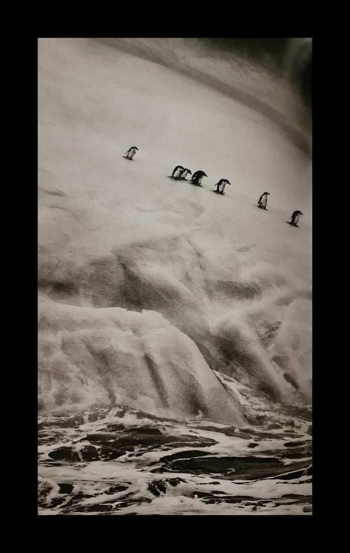 Sebastian Salgado, Chinstrap penguins, South Sandwich Islands, 2009: Photographer: Sebastiao Ribeiro Salgado Junior is a Brazilian social documentary photographer and photojournalist. He has traveled to over 120 countries for his photographic projects. Most of these ha