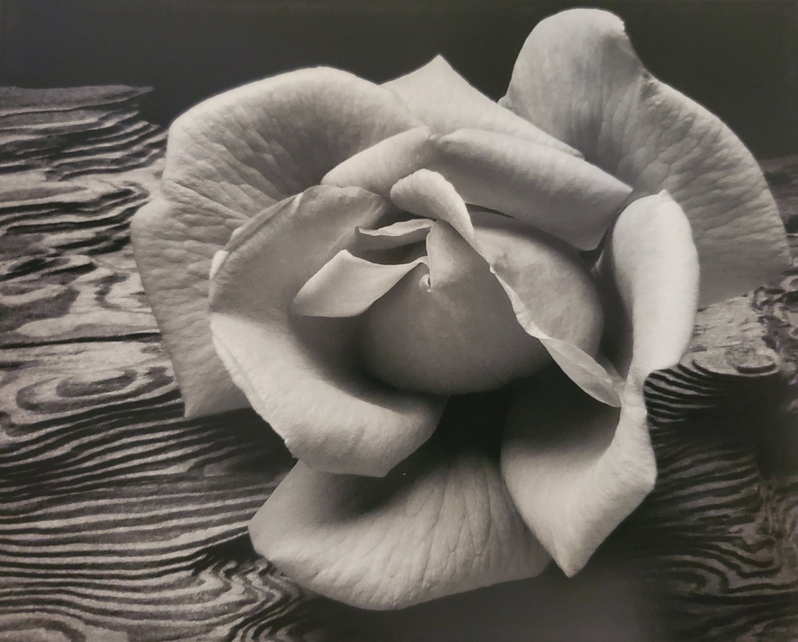 Ansel Adams, Rose and Driftwood, San Francisco, California, C. 1932: Photographer: Ansel Adams (American, 1902 - 1984) - Internationally renowned American photographer. One of the most influential artists in photographic history. Title: "Rose and Driftwood, San Francis