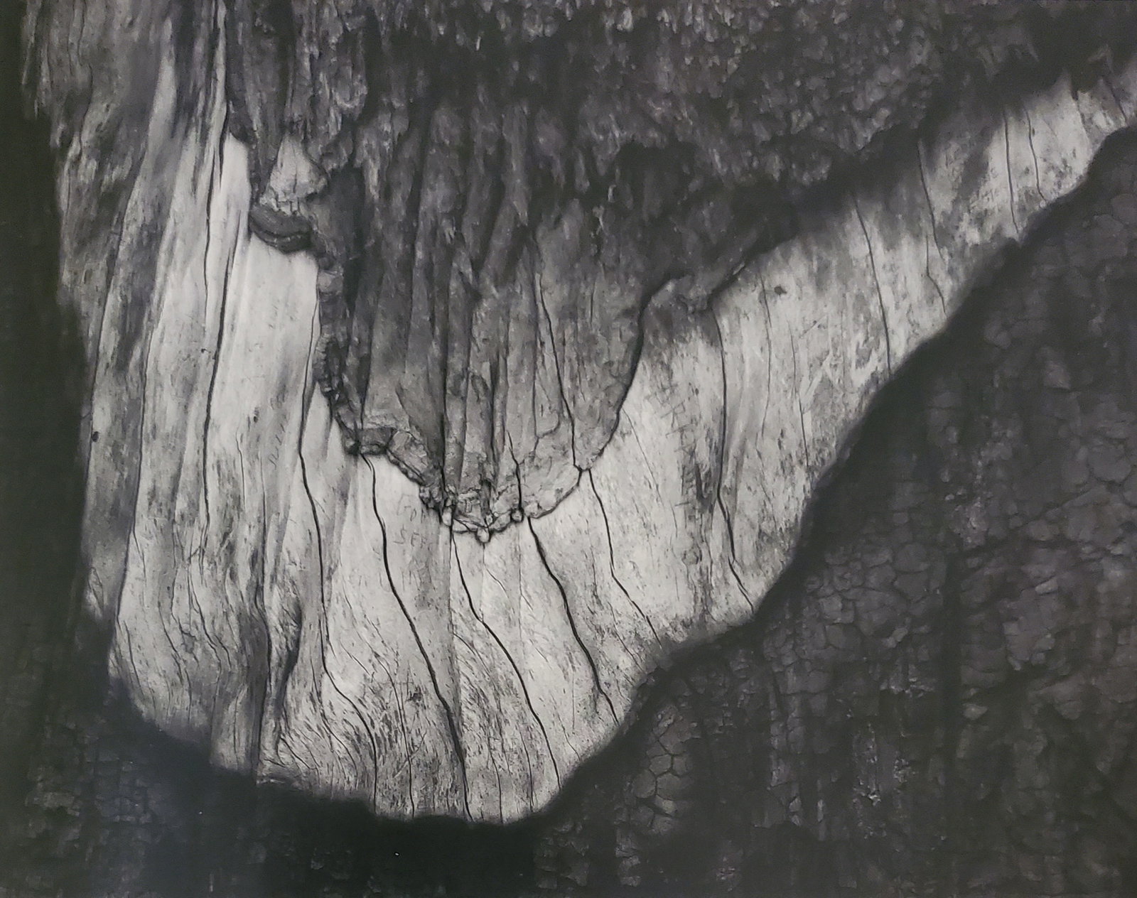 Ansel Adams, Sequoia Bark Detail, Yosemite National Park, California, C. 1956: Photographer: Ansel Adams (American, 1902 - 1984) - Internationally renowned American photographer. One of the most influential artists in photographic history. Title: "Sequoia Bark Detail, Yosemite N