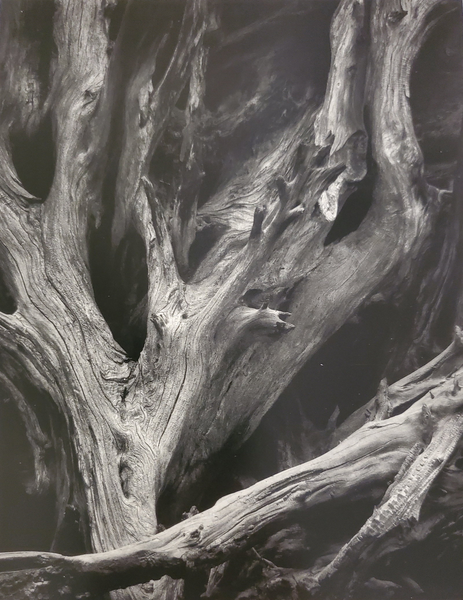 Ansel Adams, Sequoia Roots, Mariposa Grove, Yosemite National Park, California, C. 1950: Photographer: Ansel Adams (American, 1902 - 1984) - Internationally renowned American photographer. One of the most influential artists in photographic history. Title: "Sequoia Roots, Mariposa Grove, 