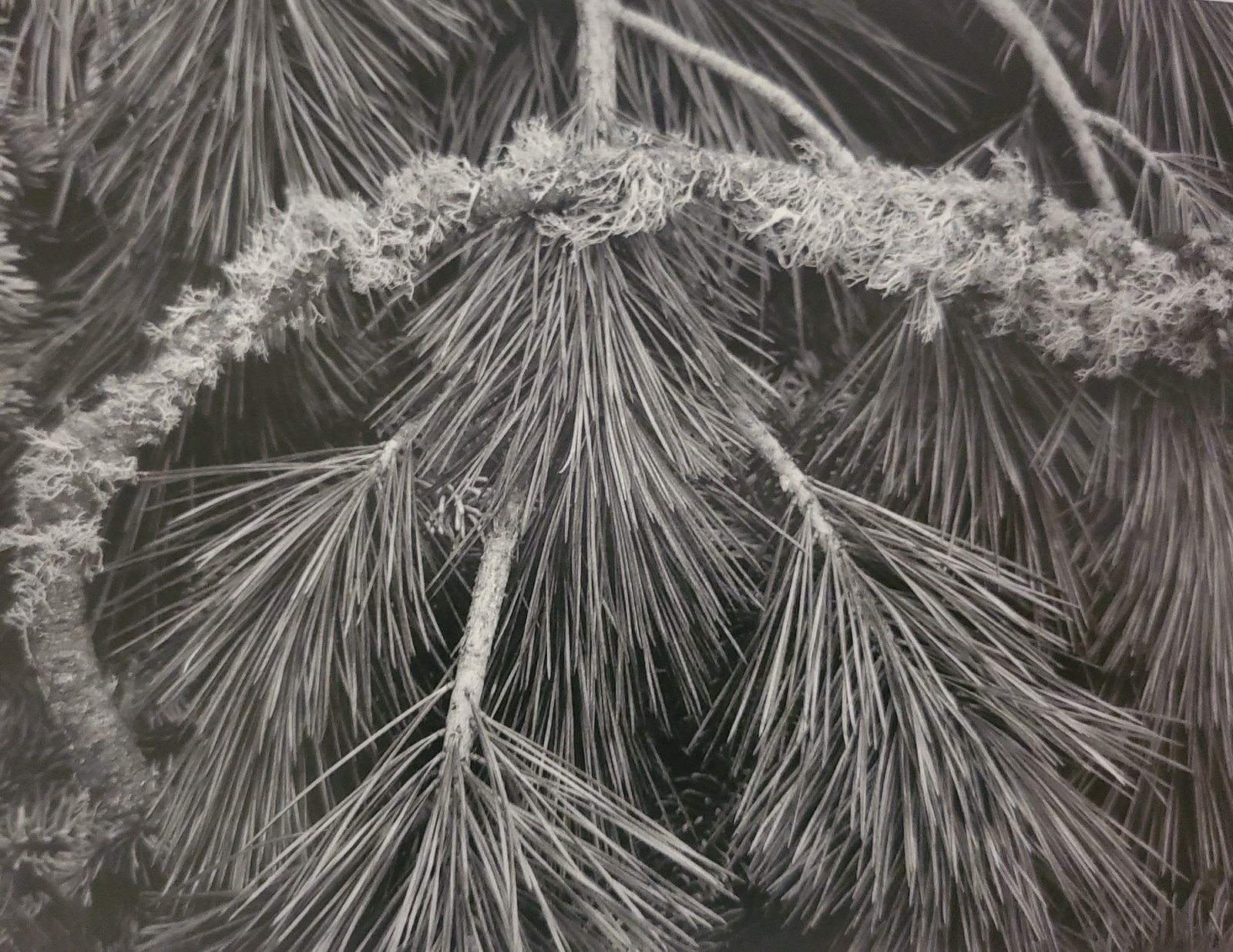 Ansel Adams, Sugarpine Boughs and Lichen, Yosemite National Park, California, 1962: Photographer: Ansel Adams (American, 1902 - 1984) - Internationally renowned American photographer. One of the most influential artists in photographic history. Title: "Sugarpine Boughs and Lichen, Yo