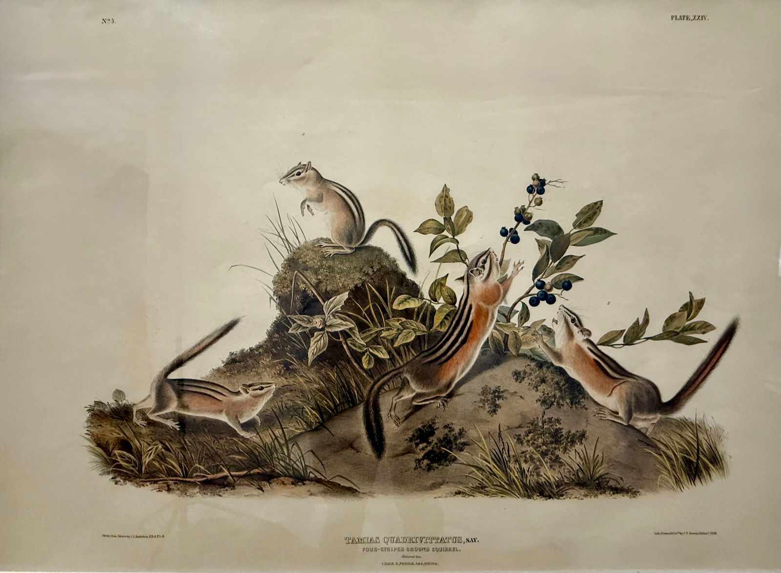 Original John James Audubon lithograph 'Quadrupeds of North America' Imperial Folio, Chipmunks. (1 of 7)