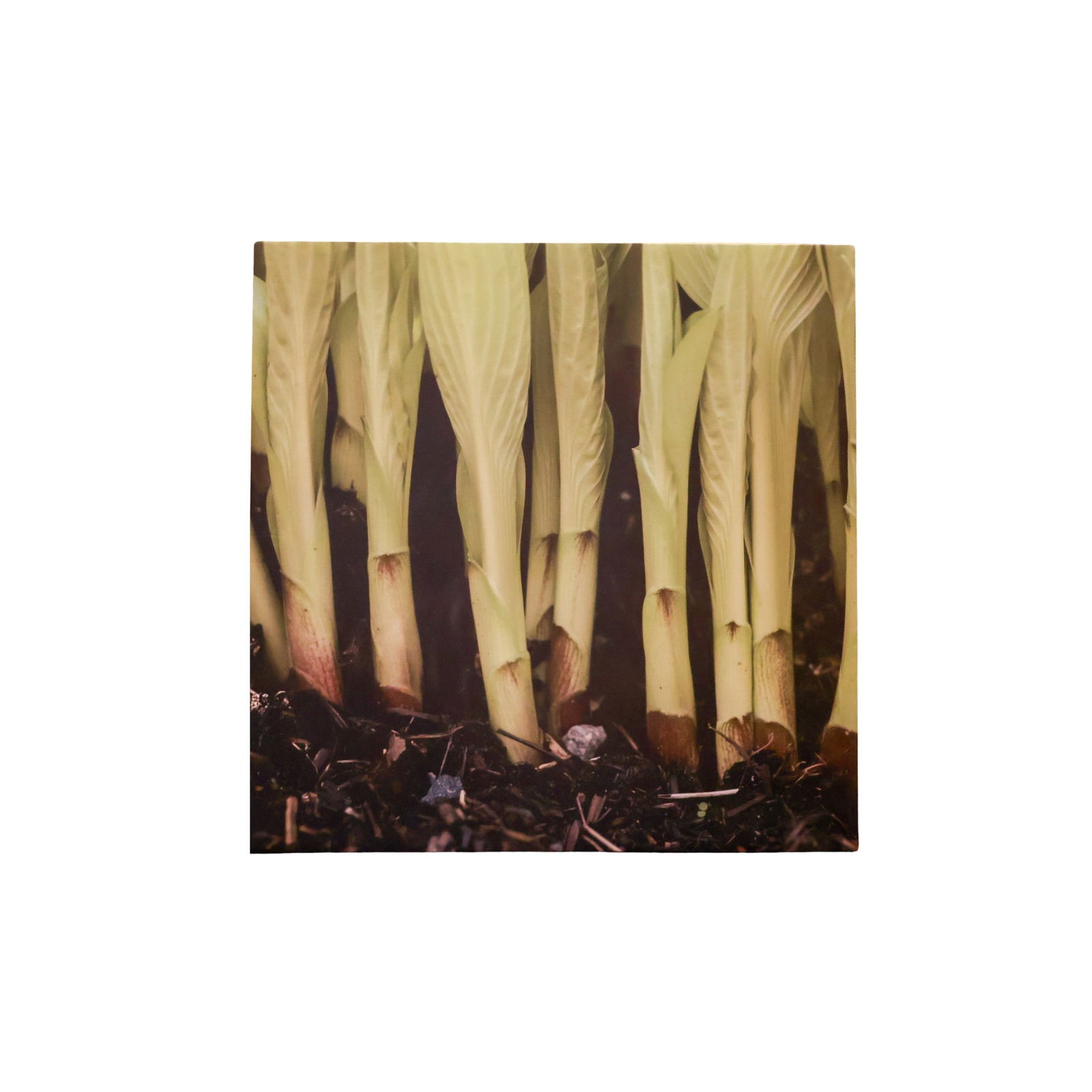 4 Framed Art Pieces (1 of 4)