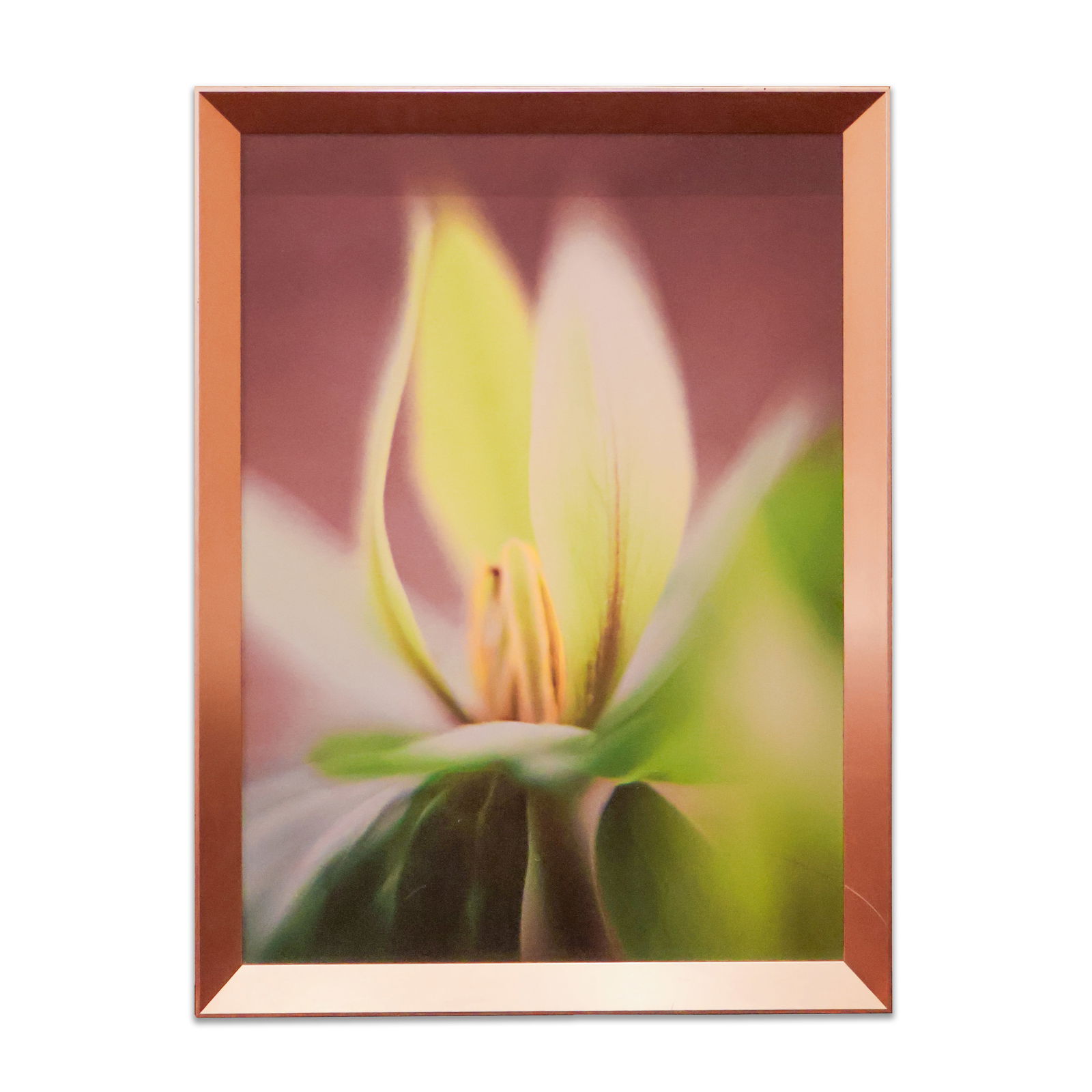 Framed Art: Close up of a green and white plant in a bronze colored frame. Size 32" x 24". Total Quantity: 1.