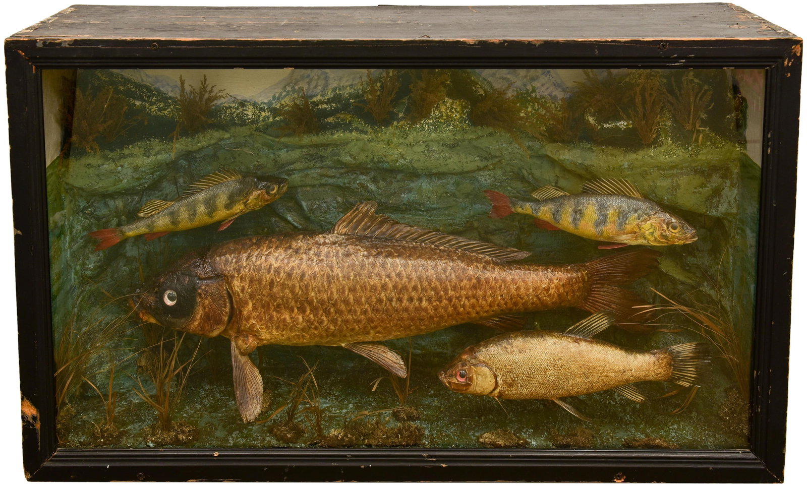 19th Century Four Taxidermy Cased Fish (1 of 20)