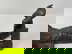 item-198039291=6