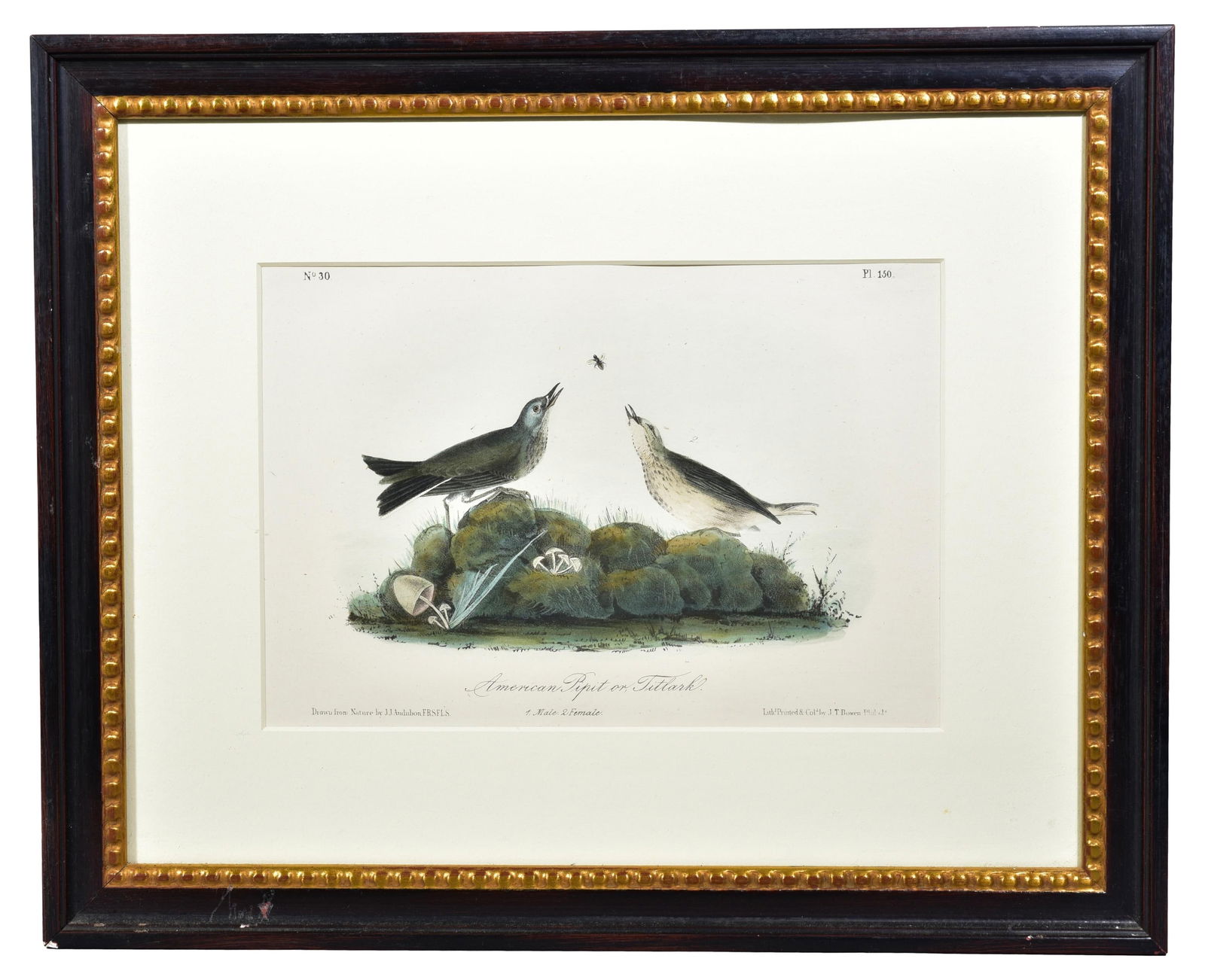 J.J. Audubon Lithograph titled American Pipit or Titlark (1 of 9)
