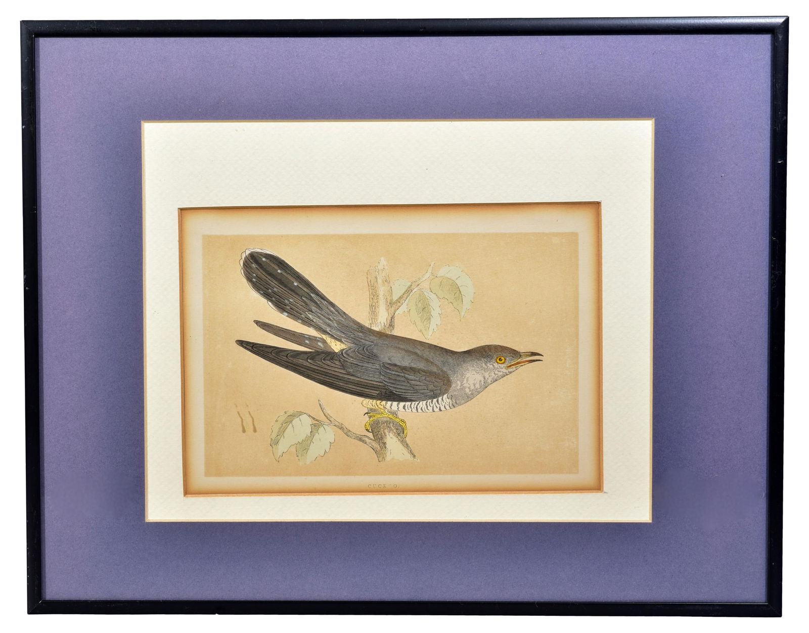 Francis Orpen Morris Original Hand Colored Wood Engraving "Cuckoo" by Benjamin Fawcett Circa 1860 (1 of 6)