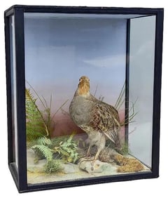 19th Century Quail Taxidermy Shadowbox