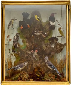 Large Victorian Twelve Bird Taxidermy In Shadowbox