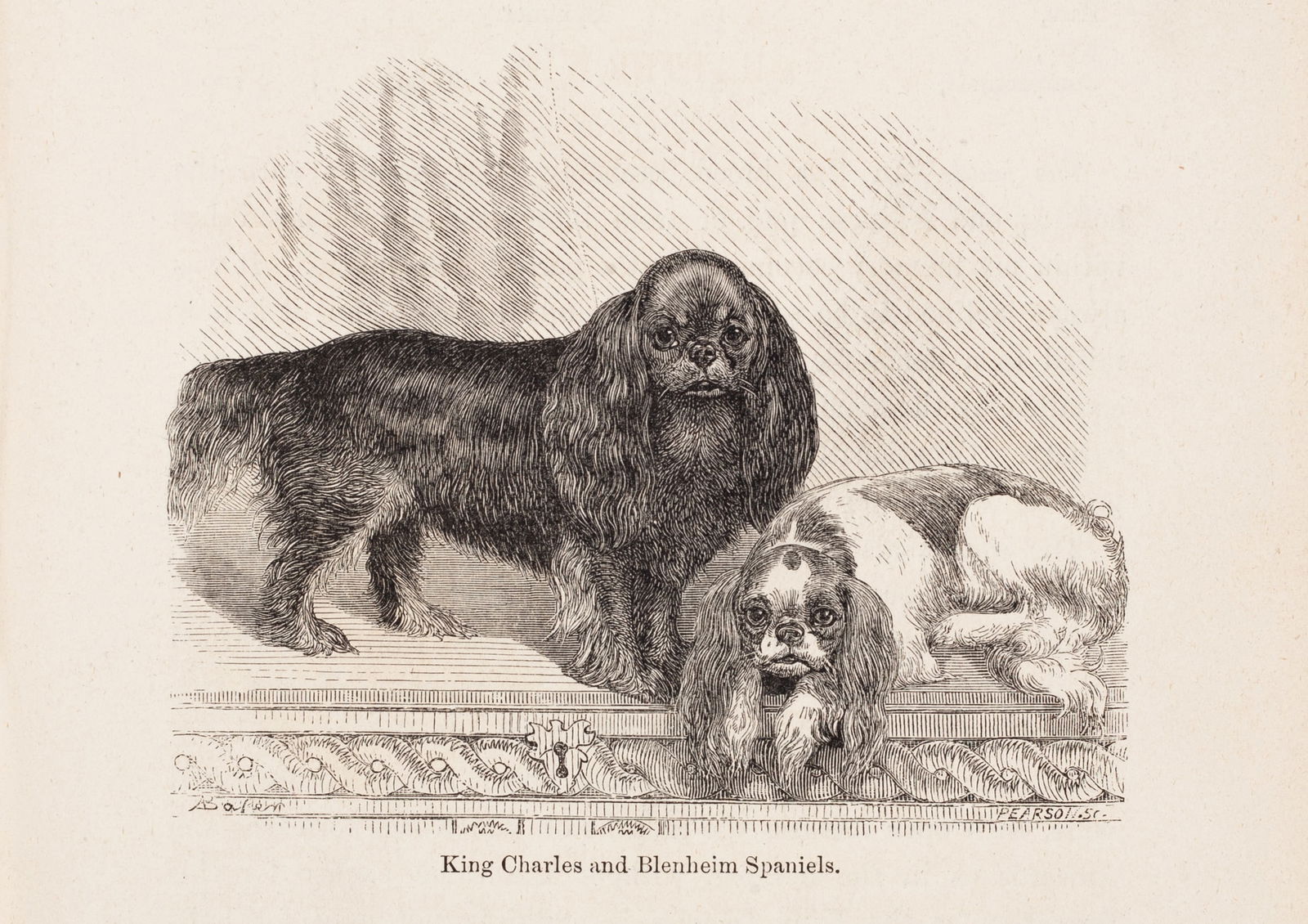 King Charles and Blenheim Spaniels, 1887: Etching