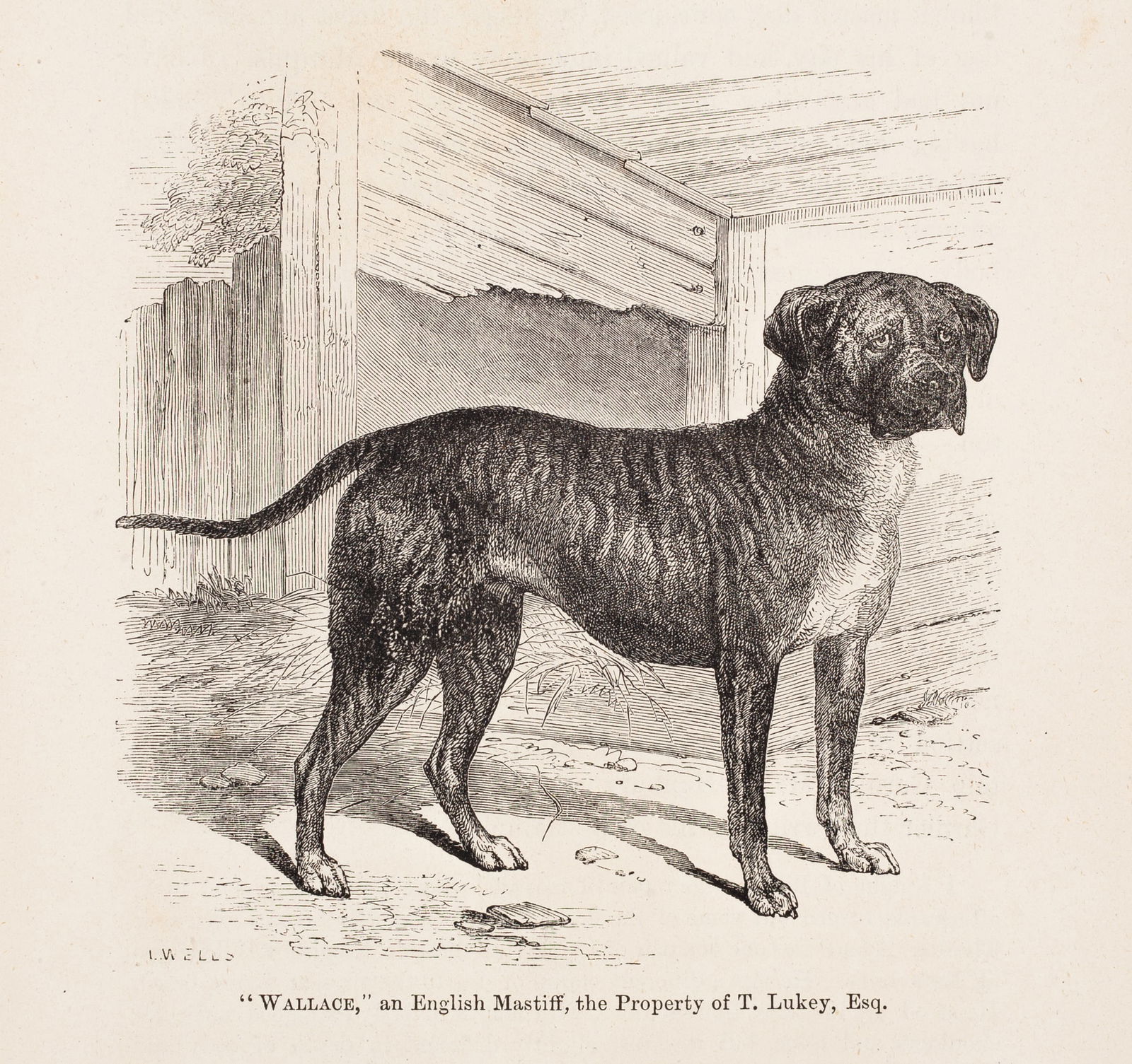 "Wallace," an English Mastiff, artist unknown. 1887: Etching