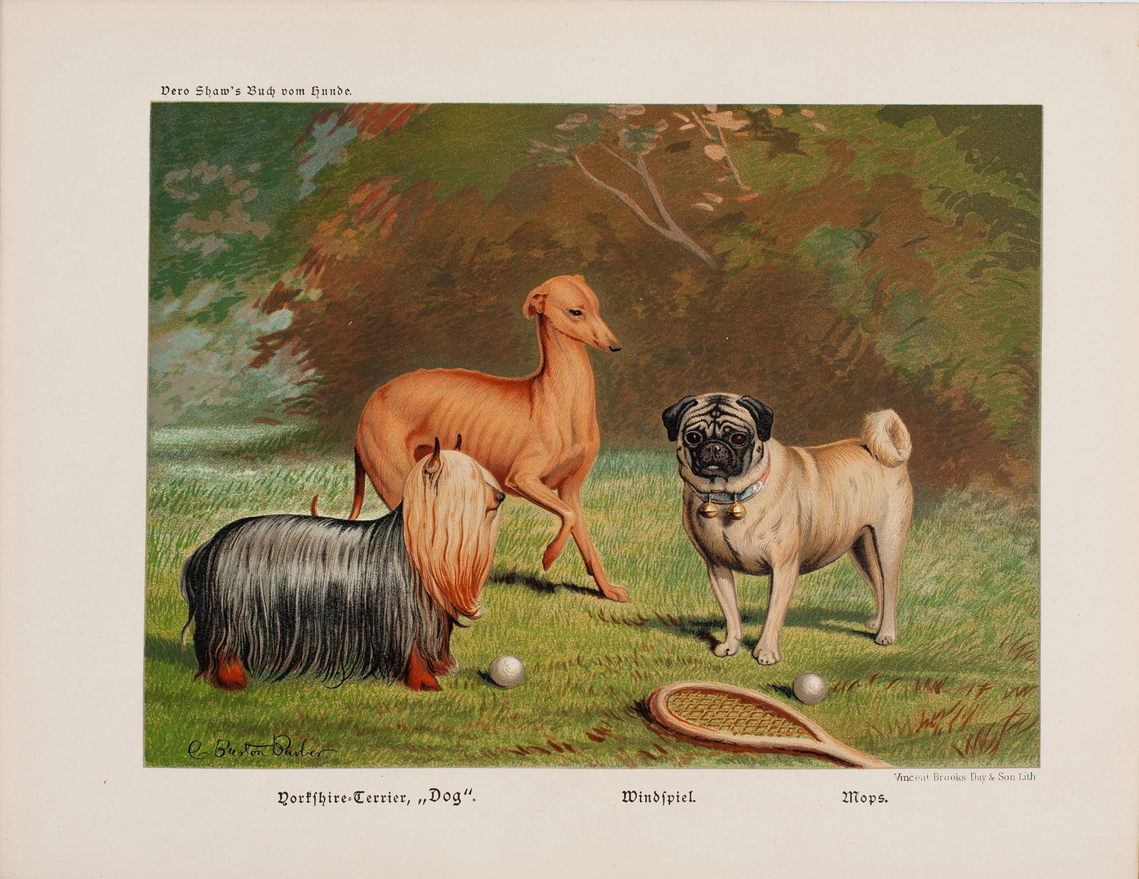 Vero Kemball Shaw, "Yorkshire Terrier, Greyhound, and Pug," Original 1883-84 chromolithograph (1 of 2)