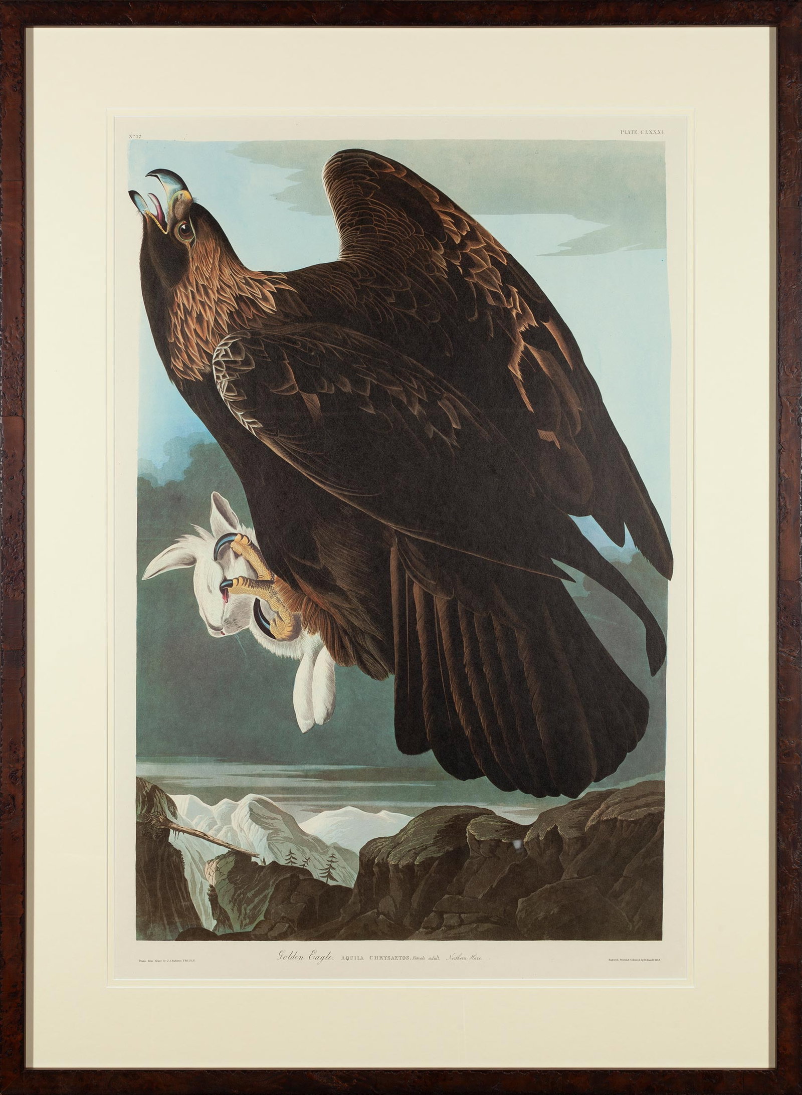 1971 Amsterdam Edition color lithograph, "Golden Eagle," by John James Audubon (1 of 5)