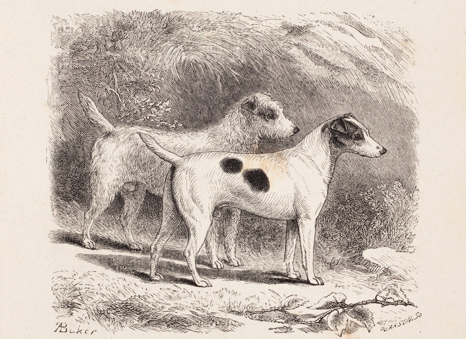 Baker, Fox-Terrier, Smooth and Rough, 1887, Etching on paper: This late 19th-century natural history illustration of Fox Terriers (smooth and rough) reflects the period's growing interest in breed standardization and classification. This wood engraving is after 
