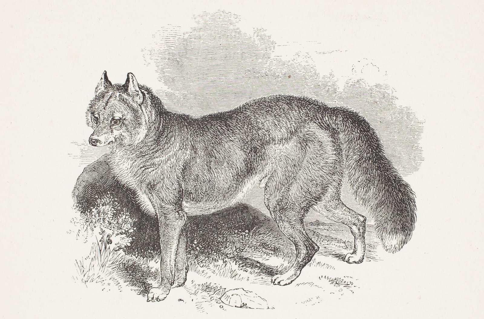 George Earl, The Dingo, 1887, Etching on paper: George Earl (British, 1824–1908) was a painter and illustrator known for his meticulous depictions of purebred dogs and sporting animals, exhibiting regularly at the Royal Academy between 1857 and 1