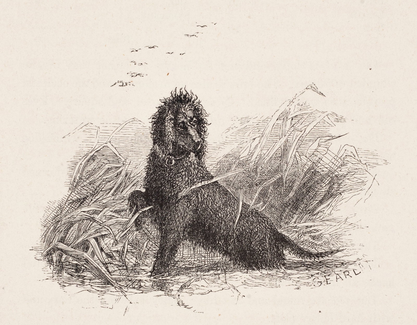 George Earl, The Southern Irish Water-Spaniel, 1887, Etching on paper: George Earl (British, 1824–1908) was a painter and illustrator known for his meticulous depictions of purebred dogs and sporting animals, exhibiting regularly at the Royal Academy between 1857 and 1