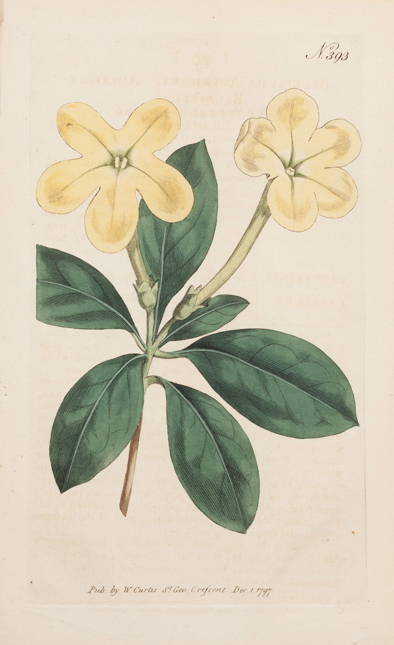William Curtis, Brunfelsia Americana, Plate 393, 1797, Hand-colored etching on paper, Framed: William Curtis (British, 1746–1799) was an English botanist and apothecary who founded Curtis's Botanical Magazine in 1787, one of the longest-running and most influential botanical publications in 