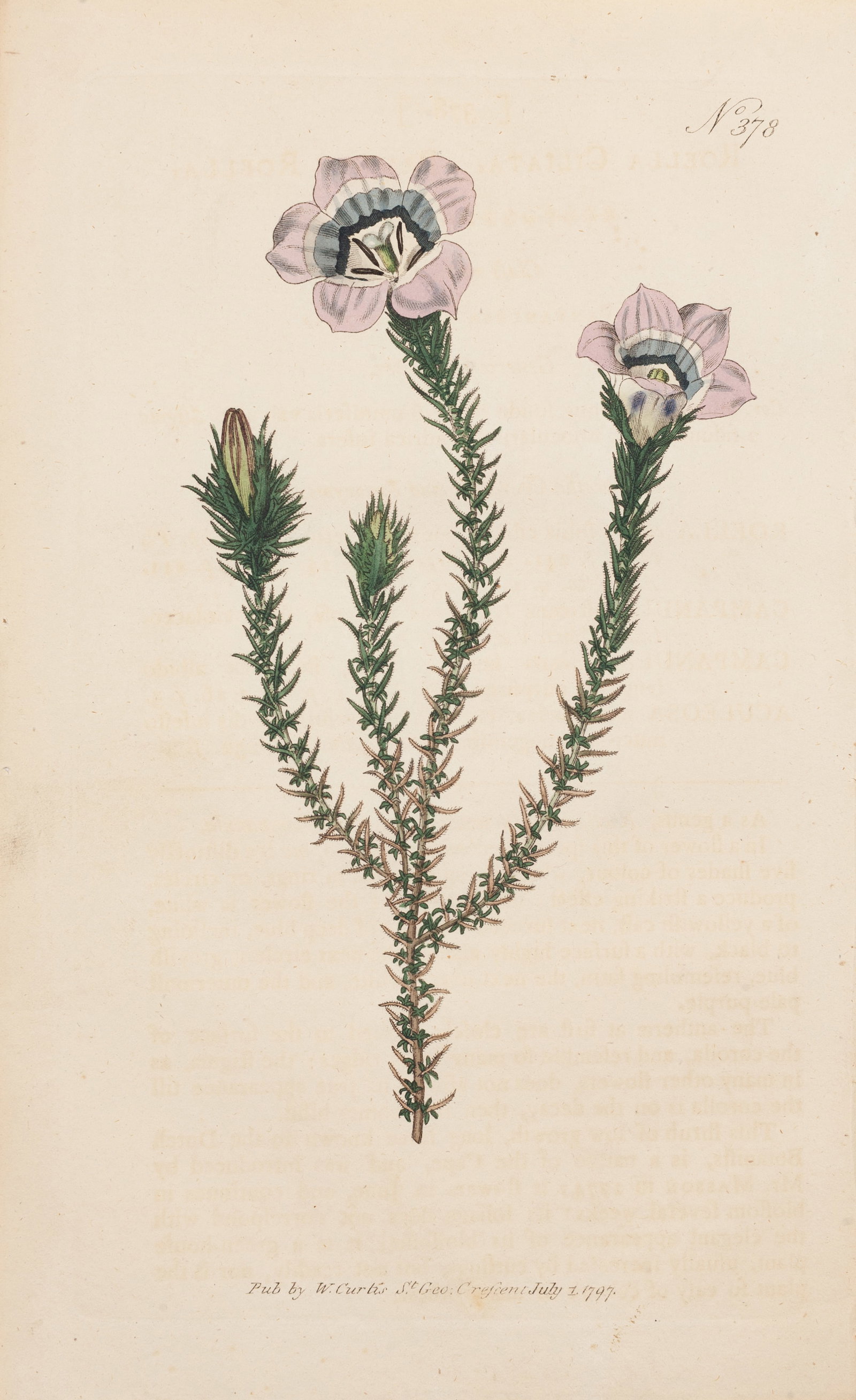 William Curtis, Roella Prickly, Plate 378, 1797, Hand-colored etching on paper, Framed: William Curtis (British, 1746–1799) was an English botanist and apothecary who founded Curtis's Botanical Magazine in 1787, one of the longest-running and most influential botanical publications in 