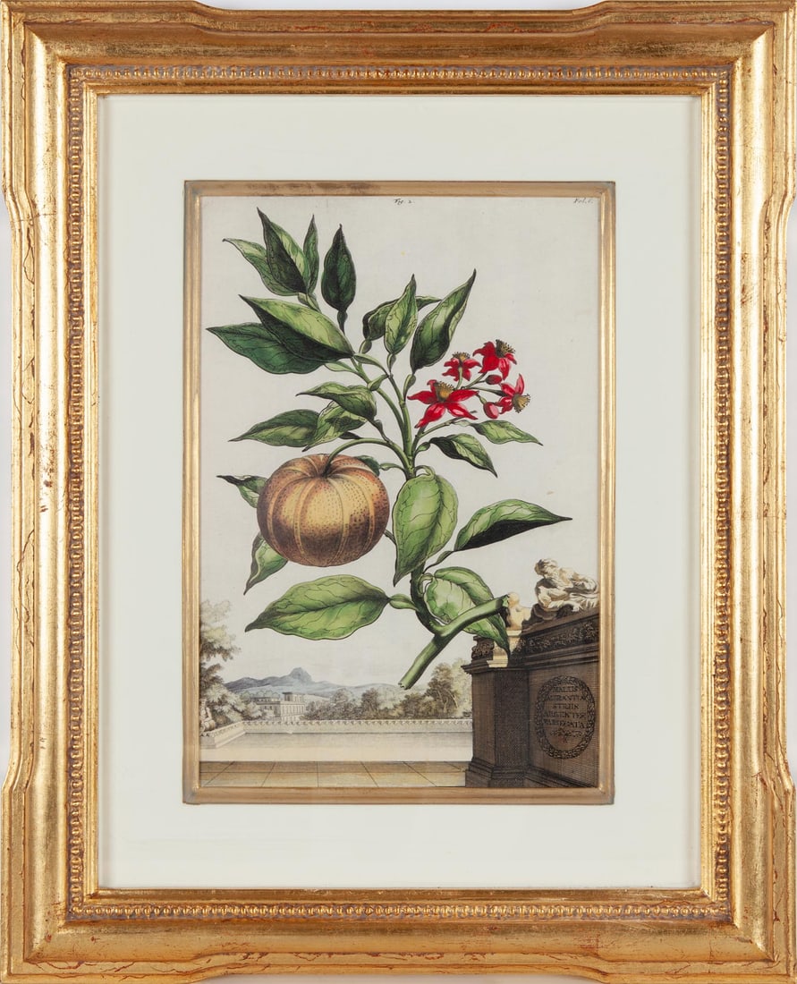 After Abraham Munting, Malus aurantia striis argentee variegata, Fine color facsimile of 17th: Abraham Munting (Dutch, 1626–1683) was a botanist and professor at the University of Groningen whose posthumously published Naauwkeurige Beschryving Der Aardgewassen (1696) remains a landmark of Dut