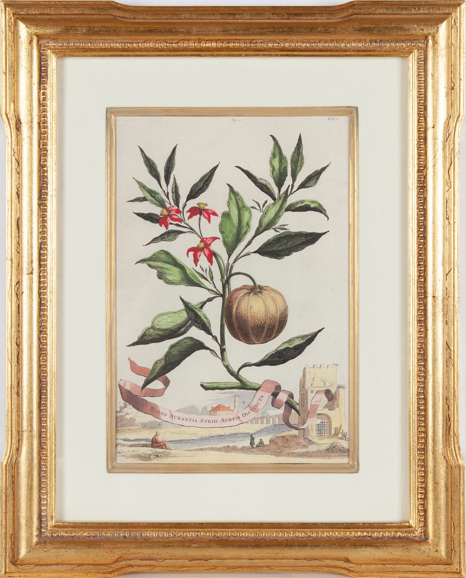 After Abraham Munting, Malus aurantia striis distincta, Fine color facsimile of 17th century: Abraham Munting (Dutch, 1626–1683) was a botanist and professor at the University of Groningen whose posthumously published Naauwkeurige Beschryving Der Aardgewassen (1696) remains a landmark of Dut
