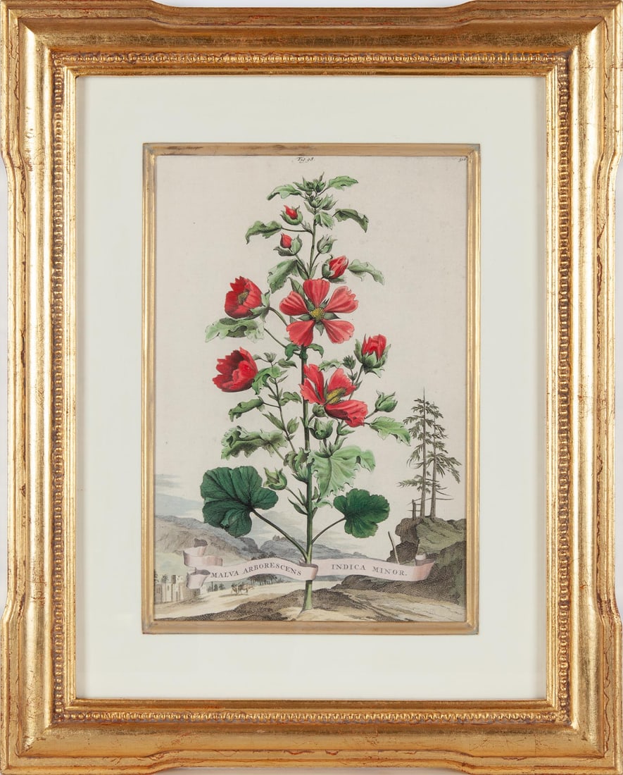 After Abraham Munting, Malva aborescens indica minor, Fine color facsimile of 17th century: Abraham Munting (Dutch, 1626–1683) was a botanist and professor at the University of Groningen whose posthumously published Naauwkeurige Beschryving Der Aardgewassen (1696) remains a landmark of Dut