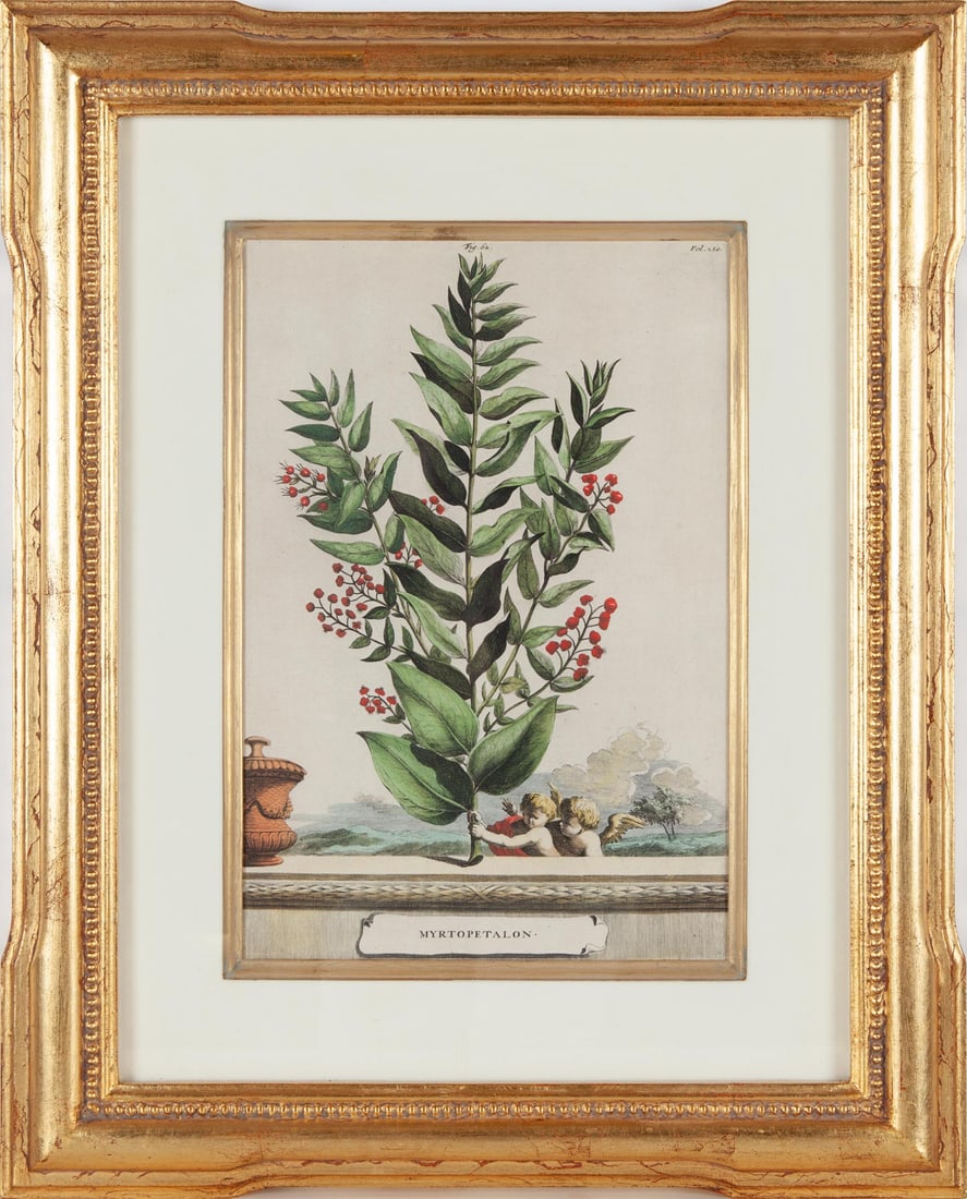 After Abraham Munting, Myrtopetalon, Fine color facsimile of 17th century engraving, Framed: Abraham Munting (Dutch, 1626–1683) was a botanist and professor at the University of Groningen whose posthumously published Naauwkeurige Beschryving Der Aardgewassen (1696) remains a landmark of Dut
