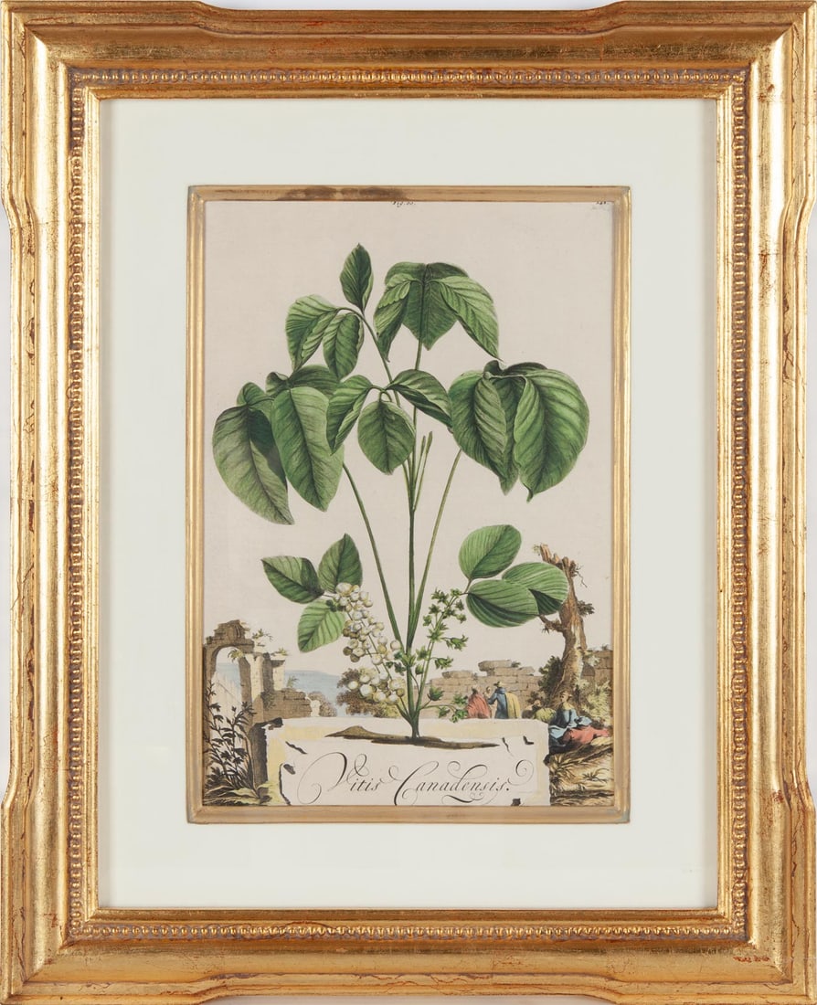 After Abraham Munting, Vitis canadensis, Fine color facsimile of 17th century engraving, Framed (1 of 3)