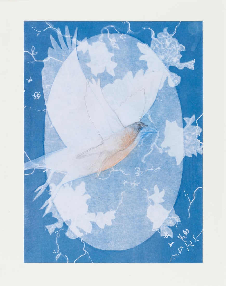 Hannah Reeves, Eastern Bluebird, 2024, Original chalk and graphite on cyanotype, Framed: Hannah Reeves (American, b.1981) is a painter and textile-based artist whose work engages material and process through layered surfaces. She received her BFA and MFA from the University of Missouri an