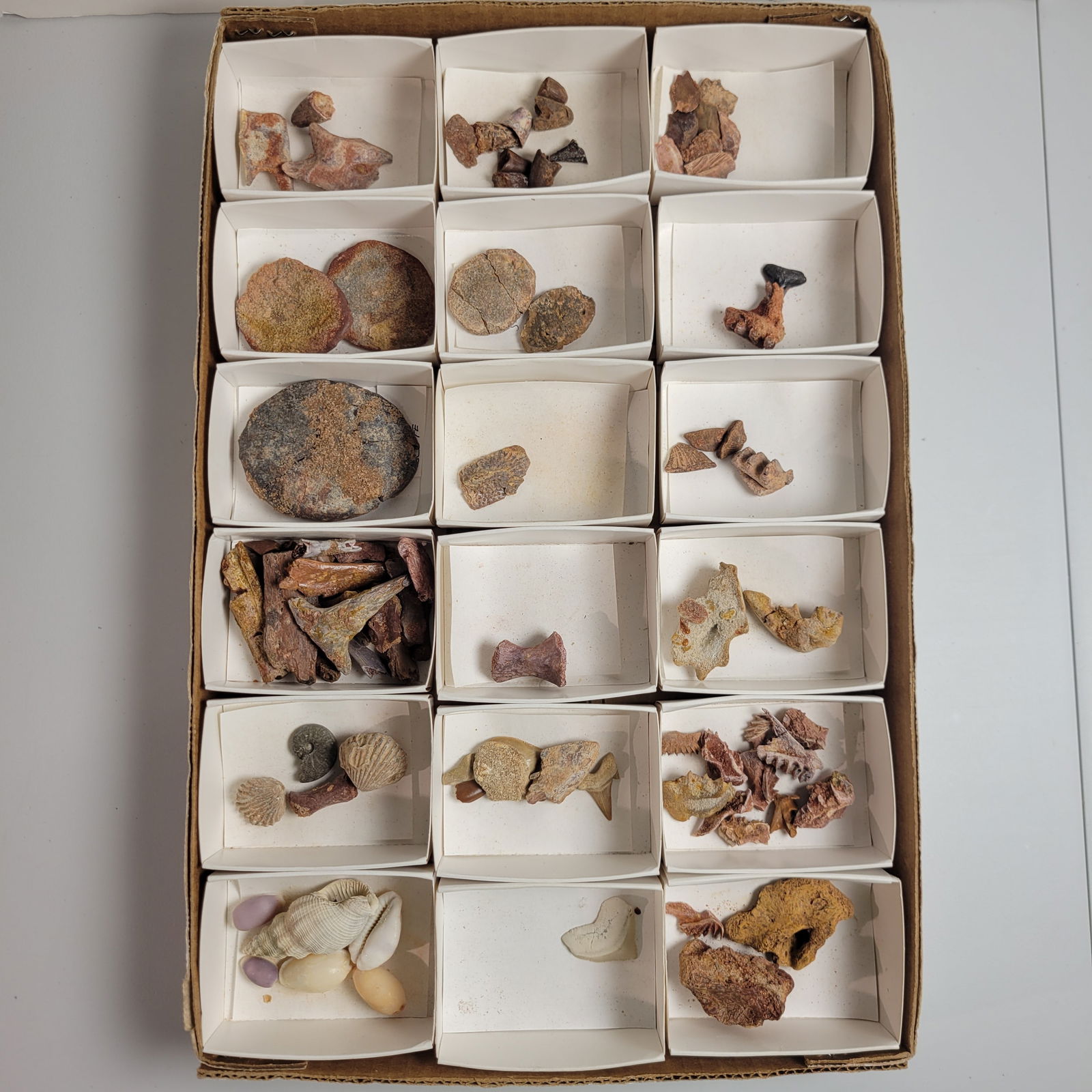 3 Flats of Fossils, Teeth, and Minerals: 3 Flats of Fossils, Teeth, and Minerals. There is a variety of items in these flats. From snake fangs to shark's teeth, Micro shells and so much more please see the photos.