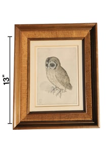 Tawny Owl, Lithograph , by Albrecht Durer