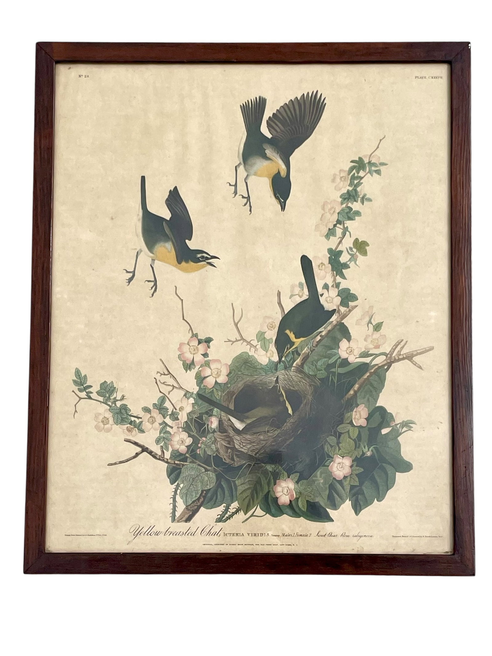 Audubon 1832 Havell Print "Yellow Breasted Chat" (1 of 7)