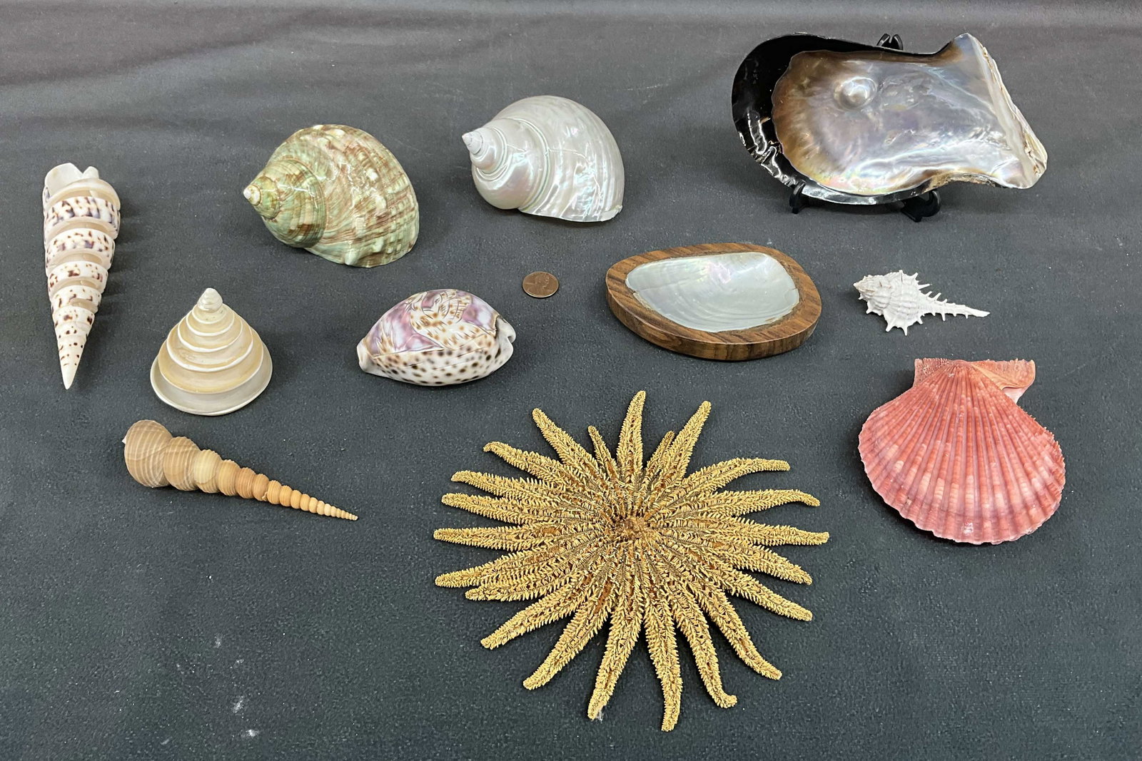 Mandala starfish,mother of pearl with pearl  intact, shell variety including scallop, shell  dish & (1 of 9)