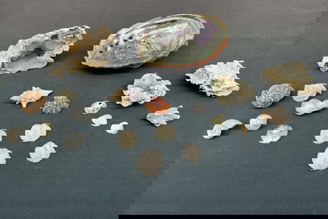 Variety of sea specimens, abalone shell, nautilus  shells and more, crystalized coral (Florida).: Variety of sea specimens, abalone shell, nautilus shells and more, crystalized coral (Florida). Size: various, 1"L -8"L Provenance: From the lifetime collection of an Oreland, Pennsylvania private est