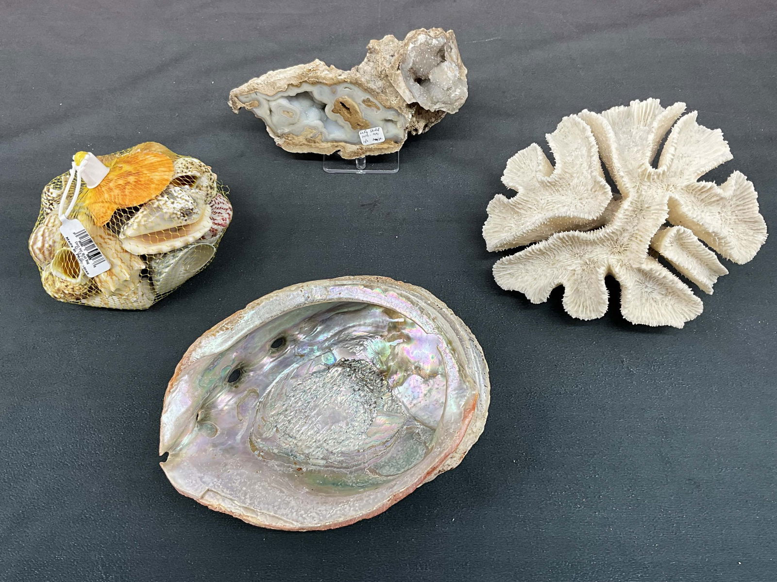 Crystalized coral specimen (Florida) coral,  abalone shell and a bag of mixed shells. Size: (1 of 11)